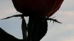 Am I the boy you dreamed of?