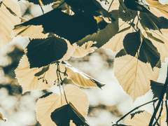 [ 오쿨루스 / 자작나무 / 초등학생 ]