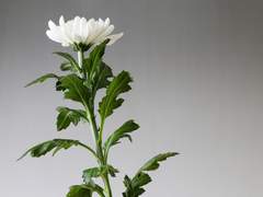 드림주의 장례식