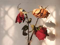 [오이이와] 널 원망하지 않아.