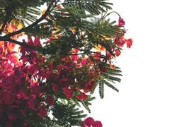 다륜나르/봄날 하늘 끝에 있으니春日在天涯