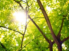 [은예] 벚꽃잎 01