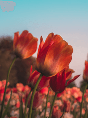 일레니야 S. 리트레시아