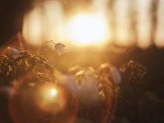 [카데아크]온기