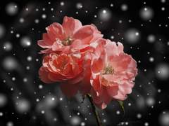 흐드러진 봄, 겨울의 꽃 02