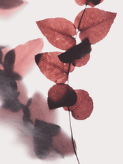 데뷔 못하면 죽는 병 걸림