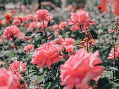 분홍 달에는 사랑의 전설이 있었는가?