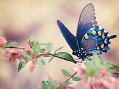 내 짝녀가 고단수 토끼일 때