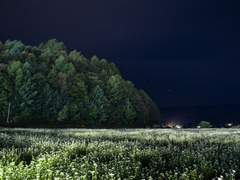 메밀꽃을 보러 갈까요?