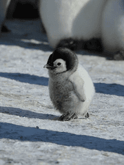 앙스타 썰 소재