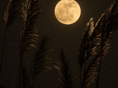 조직 보스 아빠 김태형 x 딸 김다윤