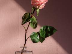 제가 교수님을 좀 좋아해요(5)