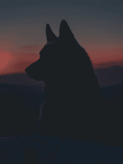 에이펙스 레게노