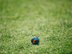 개가 되는 것도 나쁘진 않다