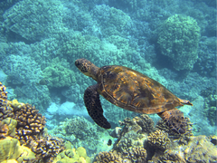 Somewhere Over the Rainbow