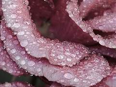 에리스 N. 에레보스/21/XX