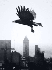 And... Who killed canary?