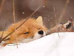 꼬리 아홉 개 달린 여우 본 적 있어?