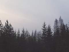 [스팁레오] amnesia