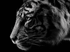 범의 입보다 사람의 입이 무섭다.