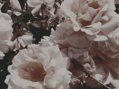 맹목적인 사랑.