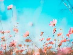 어느 봄날의 이야기