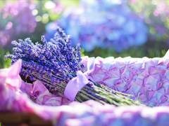 [사쿠키타] Violet Belladonna Delphinium