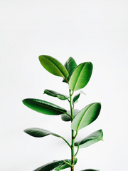 파이어엠블렘 풍화설월