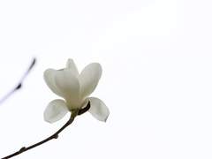 Dear. Yvien Casterrio.