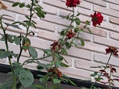 글 쓰는 건 쉽고 전(화)하는 건 어렵고