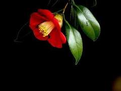 선택지 : Maldicao : 00