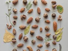 [허우석]도토리 키재기