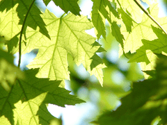[스워/아나오비] 풀이 돋아나듯, 숲이 무성해지듯(完)