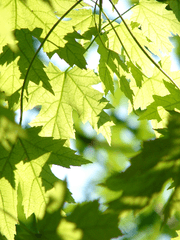 [스워/아나오비] 풀이 돋아나듯, 숲이 무성해지듯