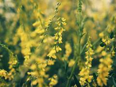 Dear. Yvien Casterrio