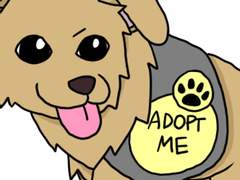 128. 카우아이섬의 강아지