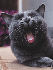 리젠의 그림같은 녀석들