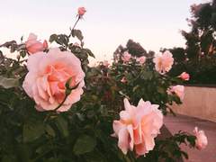 [커미션] [데미알리]