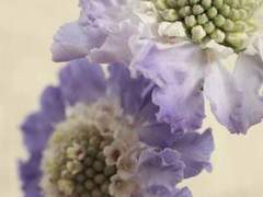 보석커 공개프로필