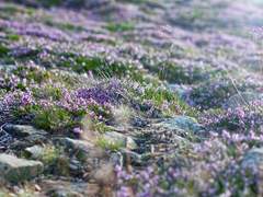 너라는 인물에게