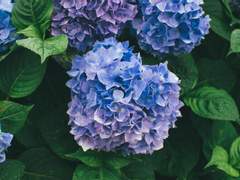 [준기용수] 불 속의 진주 3