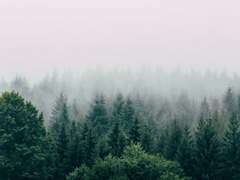 그 나무에 다다를 때까지 11화