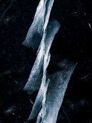 마다가스카의 펭귄