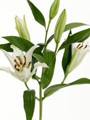 [GL]출간작 이야기