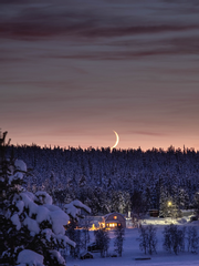 얼어붙은 붉은 동백꽃