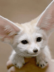 세기 커미션 안내