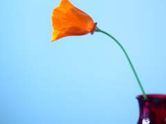 [리츠마오] 애정의 무게