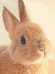 랩국 총리님과 떡볶이