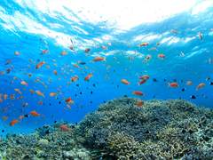 [원소조조] 아일랜드-6