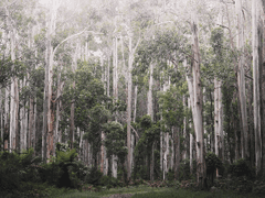 [히지긴] 파수꾼 上